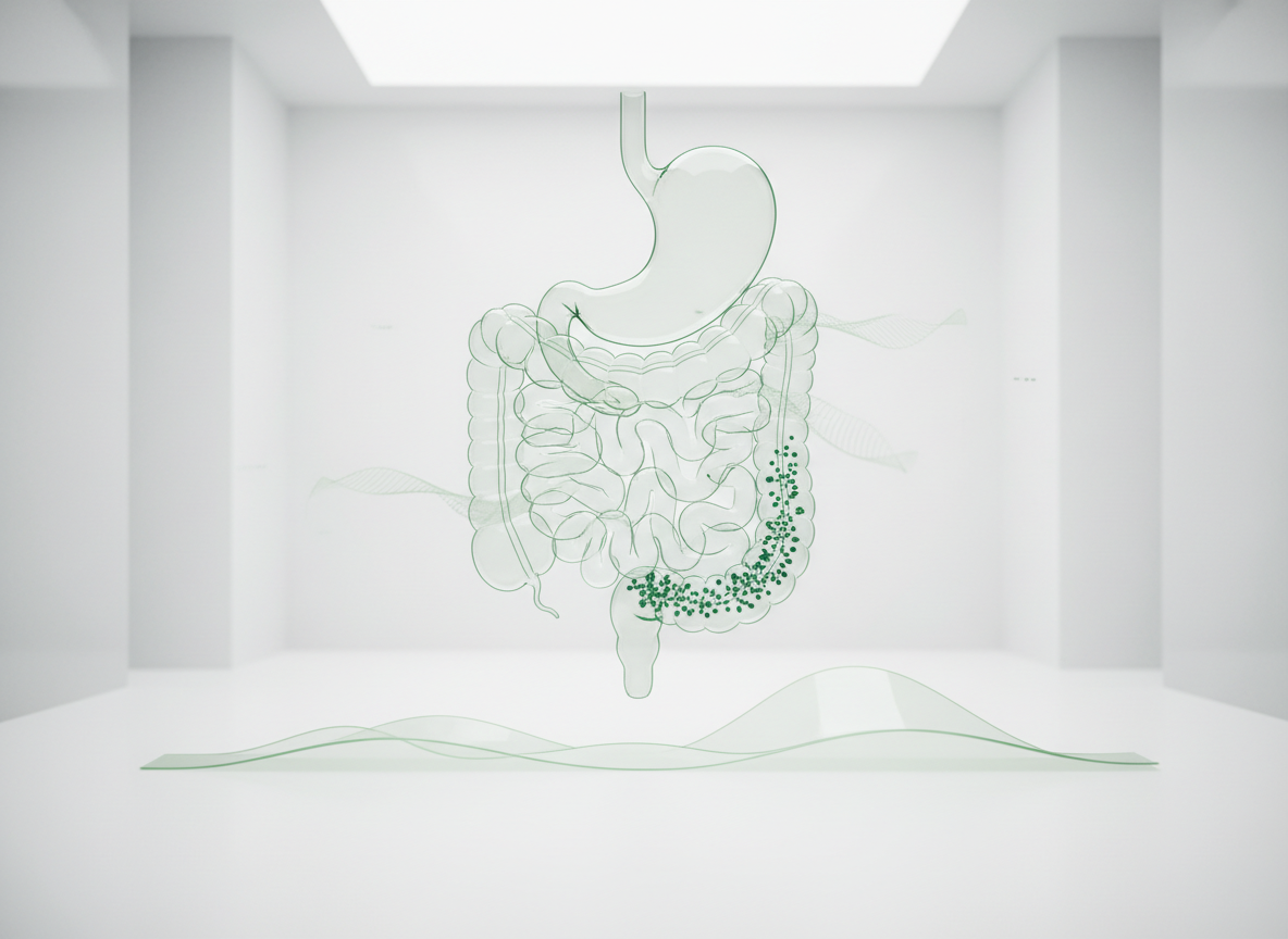 Glass hologram of the digestive tract with luminous green droplets streaming through it, above a thin glass wave line