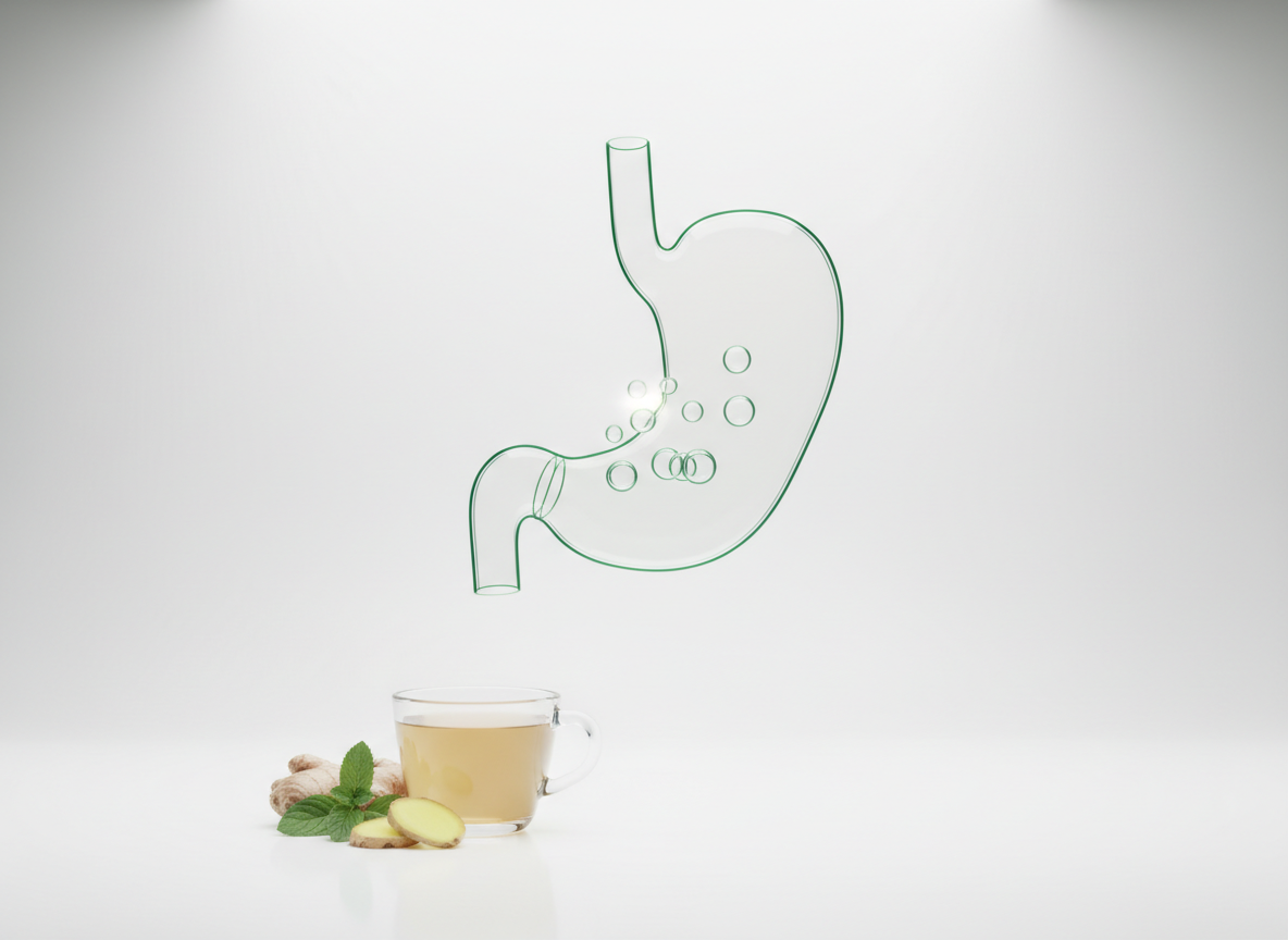 Glass hologram of a stomach outline with small rising gas bubbles, in green light on white, with a cup of ginger tea in front
