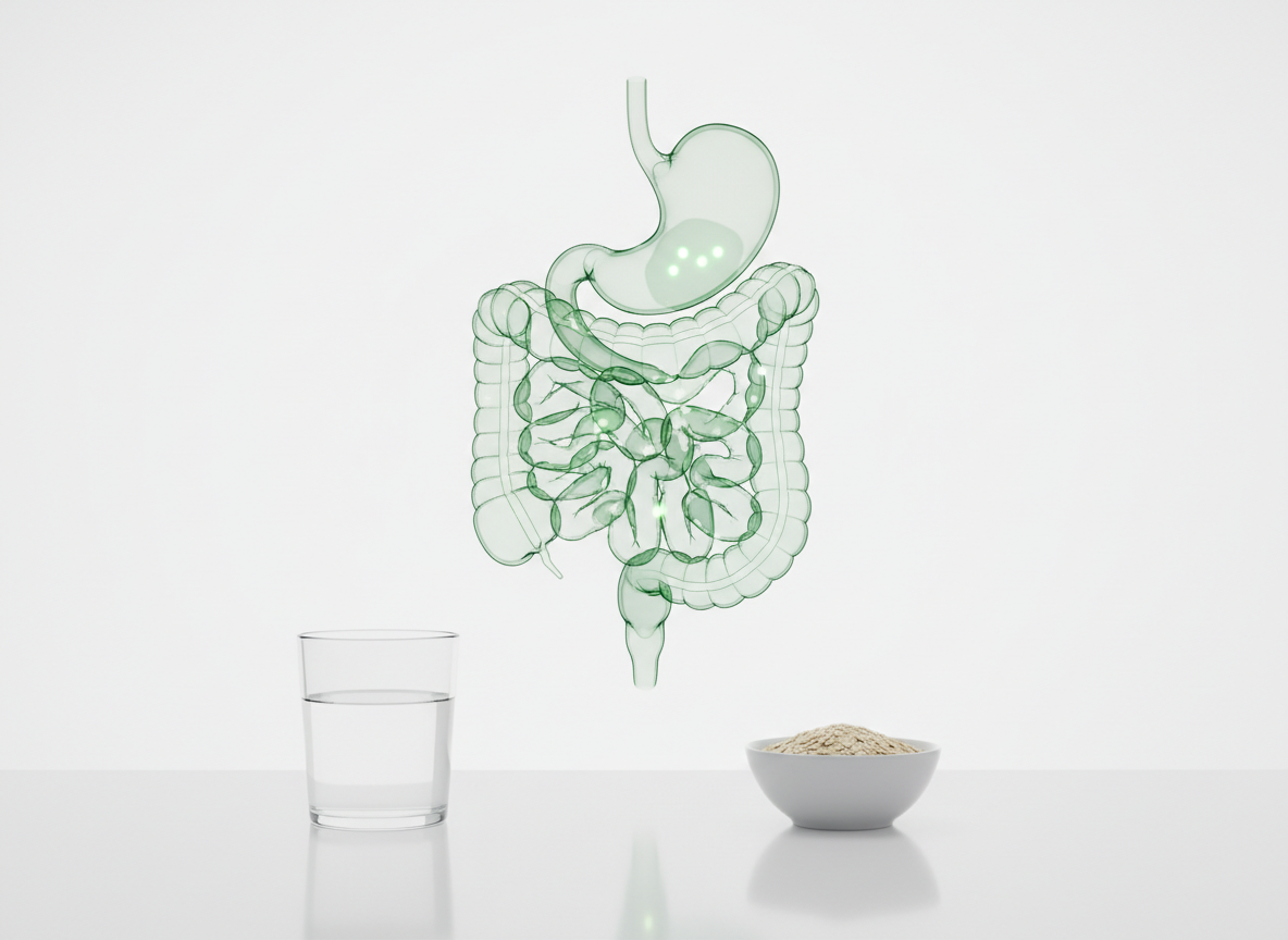 Glass hologram of the stomach and the coiled intestines with slow-moving glowing points along the colon, above a glass of water and a small bowl of oats on a white surface